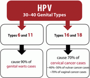 pic-hpv1[1]